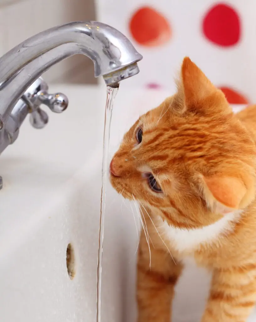 Signs that your cat drank soapy water