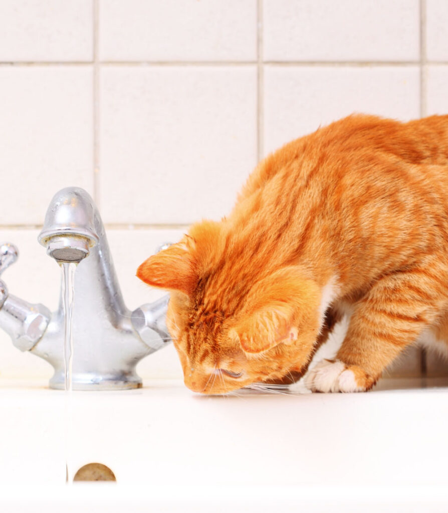 What happens if your cat drinks slightly soapy water