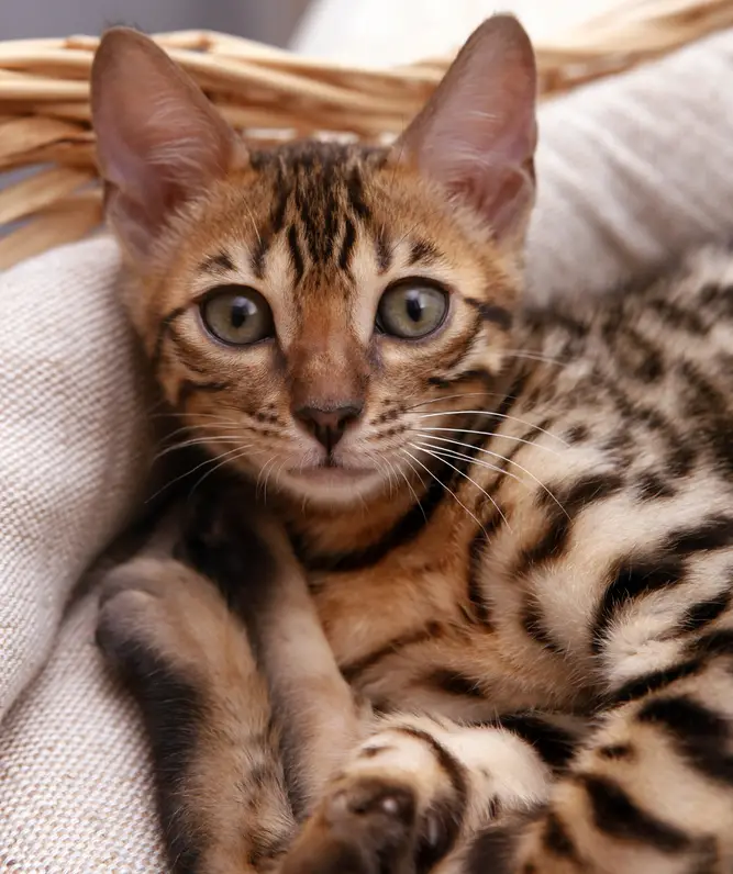 Why does my Bengal kitten have diarrhea