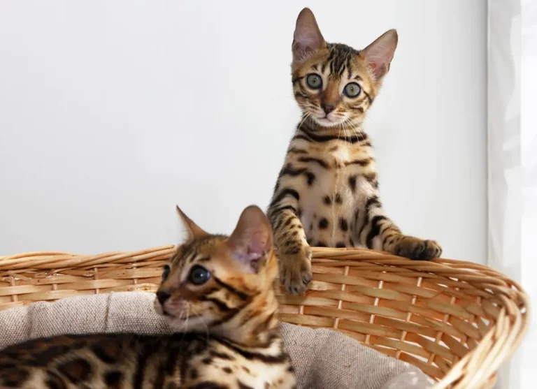How To Treat Bengal Kitten Diarrhea At Home