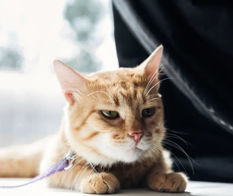 7 Steps To Try If Your Cat on Antibiotics is Not Eating