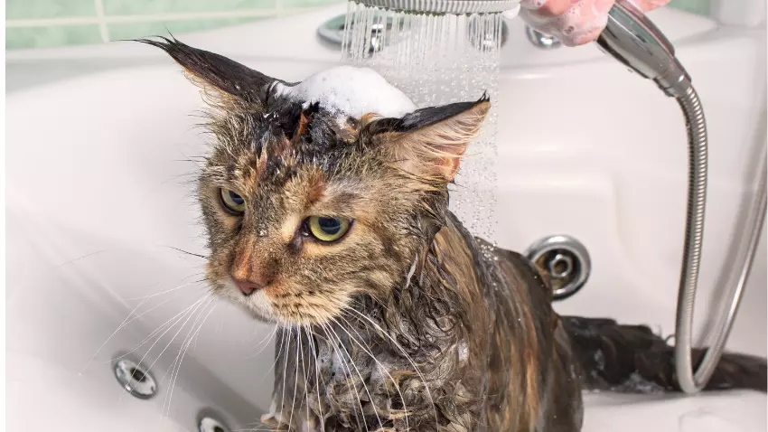 How to stop a cat from drinking soapy water