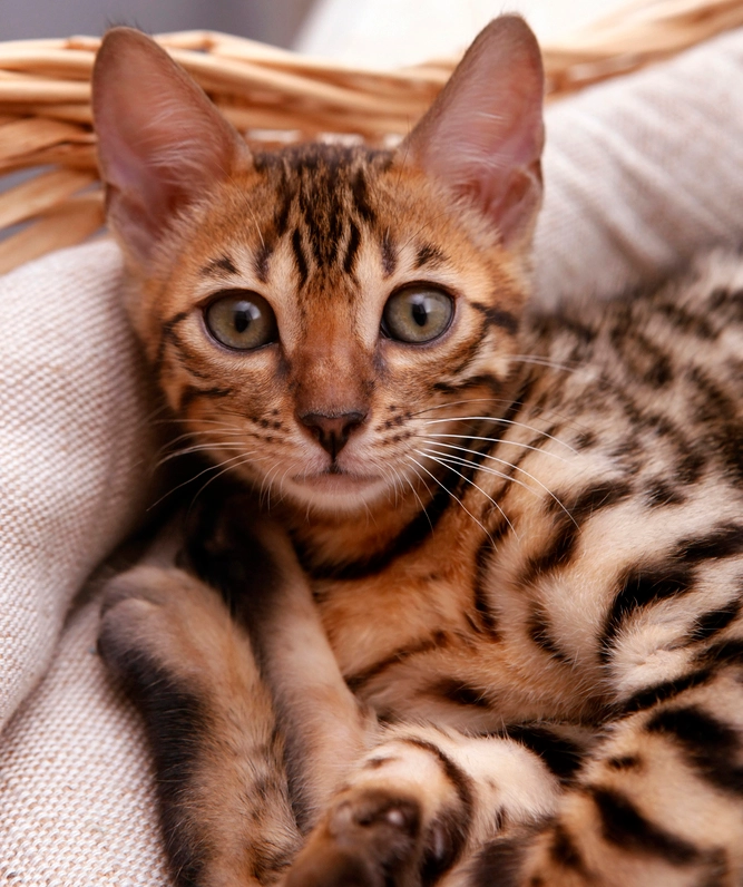 What do I do if my Bengal kitten has diarrhea