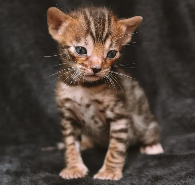 Why does my Bengal kitten have diarrhea