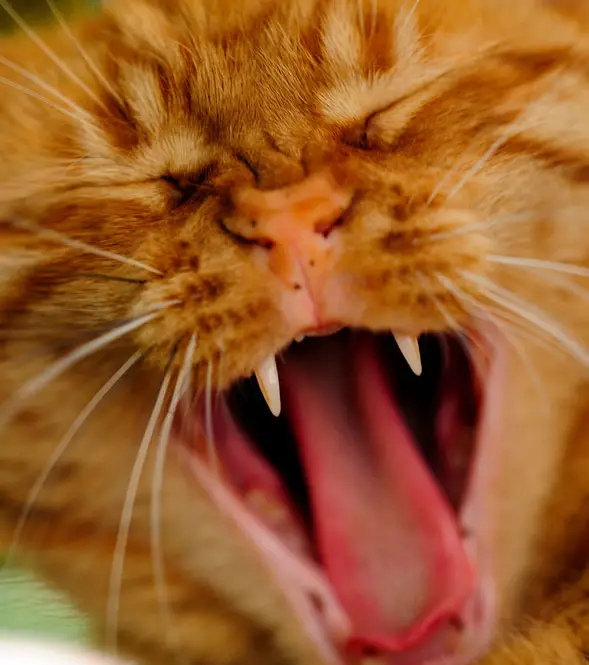 10 reasons why cats chew on nothing