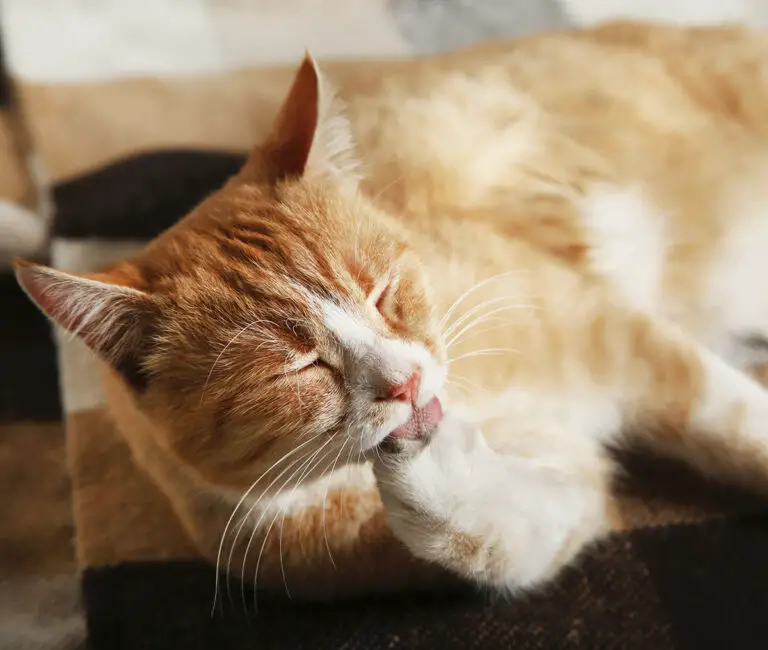Is Your Cat Chewing On Nothing? 10 Possible Reasons Why