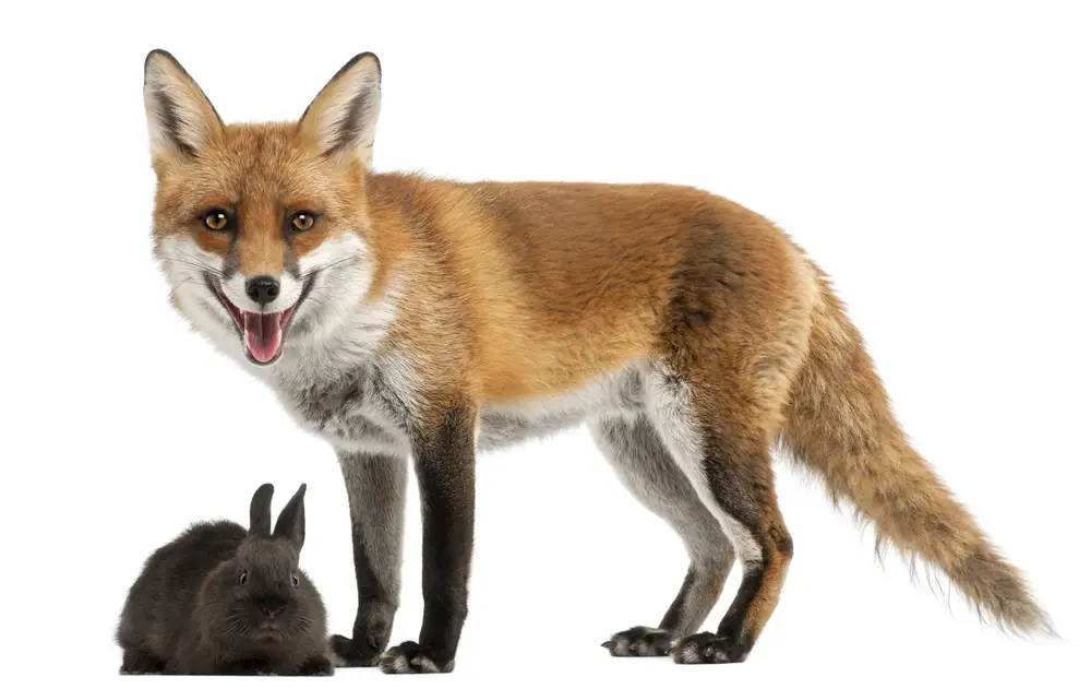 Fox is playing with rabbit