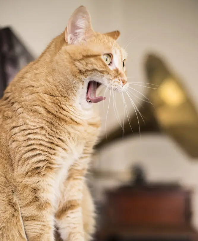 Health conditions that can cause retardation in cats
