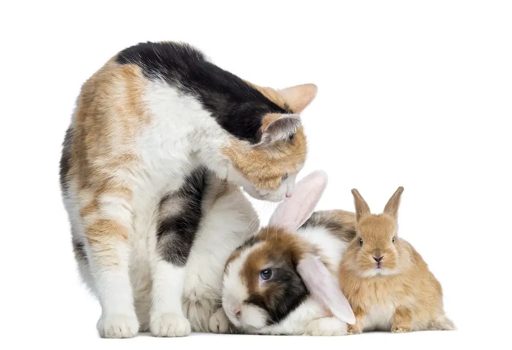cat and rabbits