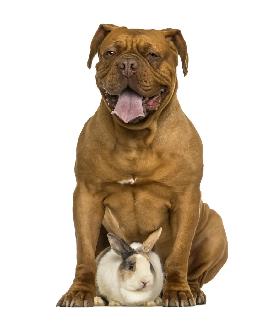 dog and rabbit