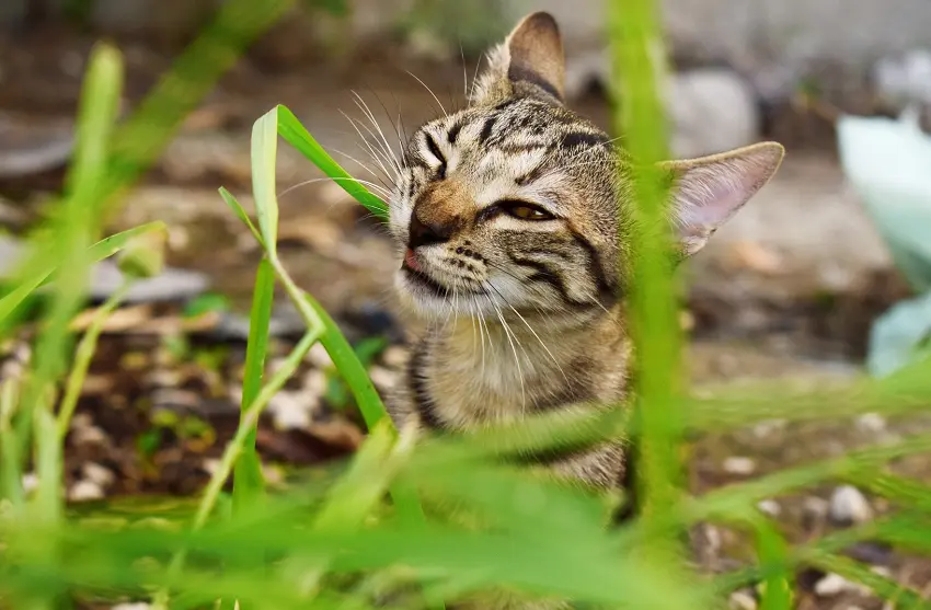 why cats chew on nothing