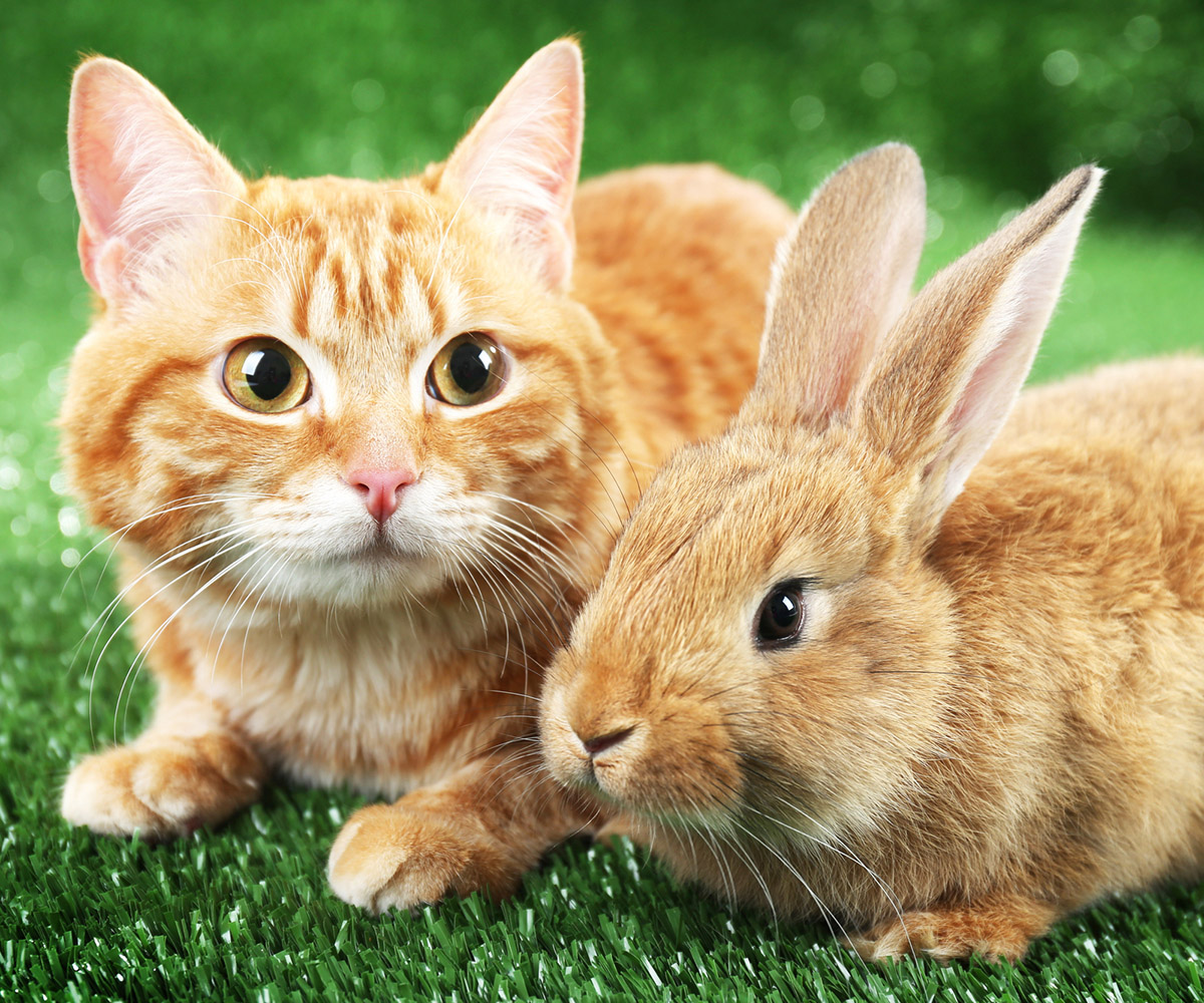 Can Cats Eat Rabbit Food