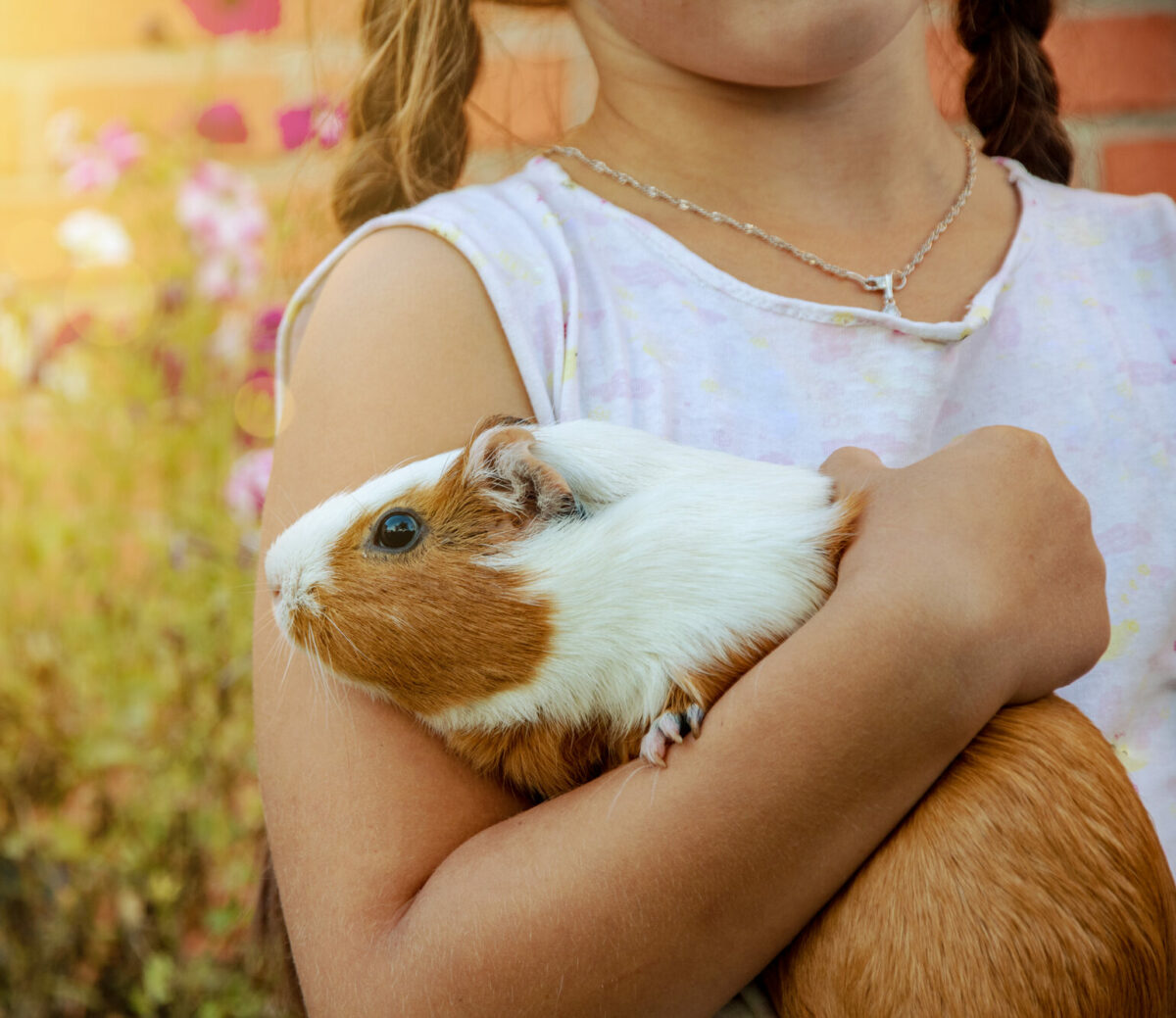 Can Guinea Pigs Choke