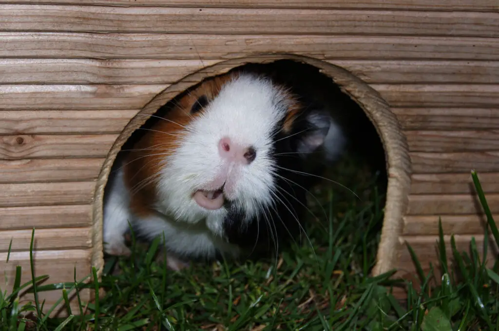 can you use sand for guinea pig bedding