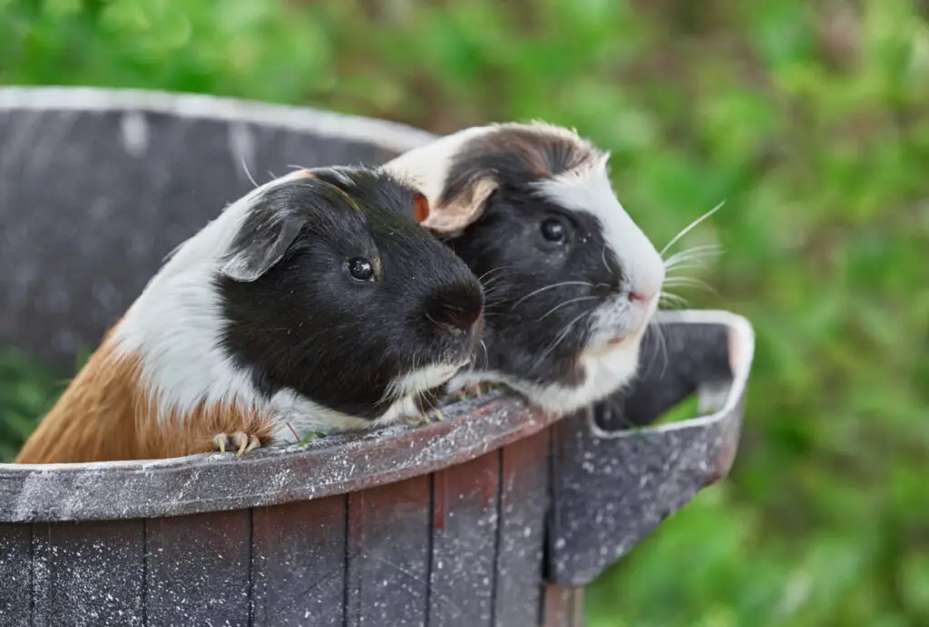 How do candles affect the respiratory systems of guinea pigs