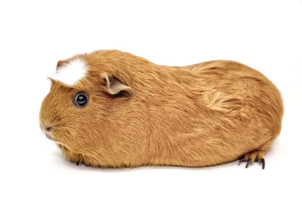 importance of knowing the difference between sunless sea rats and guinea pigs