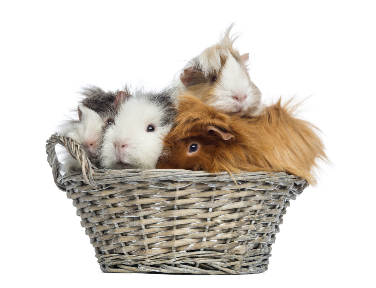 will guinea pigs eat each other