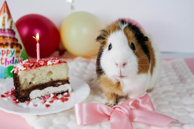 Are Candles Bad For Guinea Pigs?