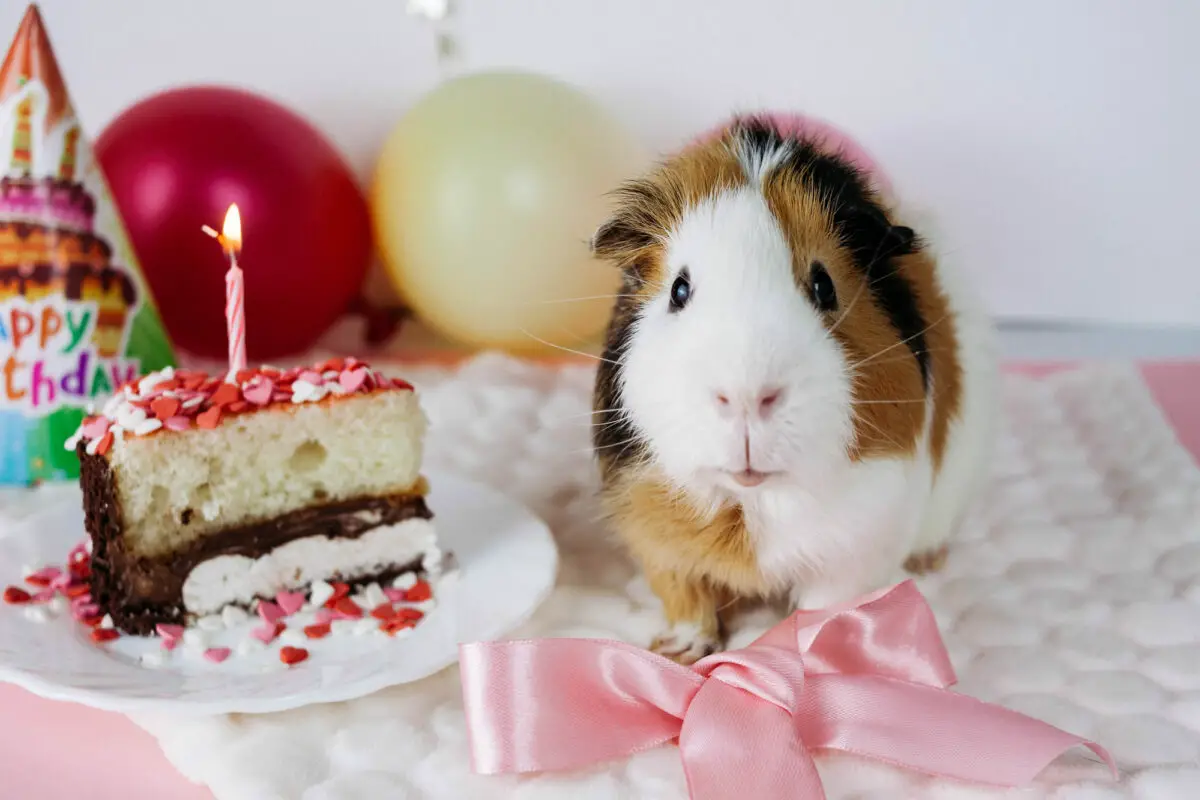are candles bad for guinea pigs