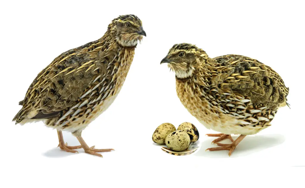 can guinea pigs and quails live together