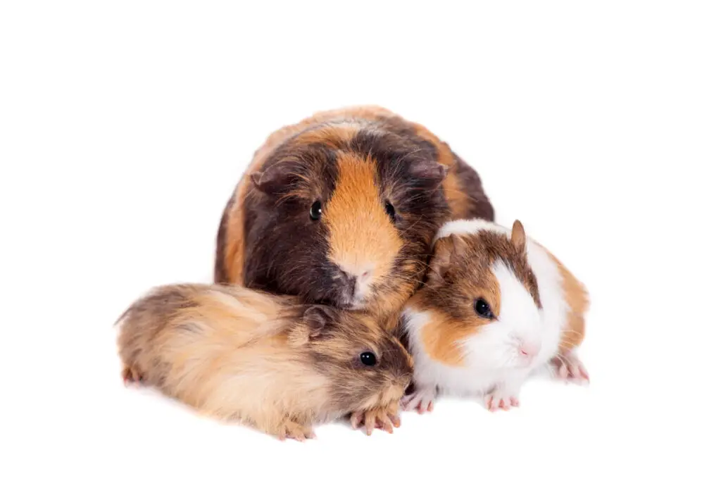Can guinea pigs mate with their siblings