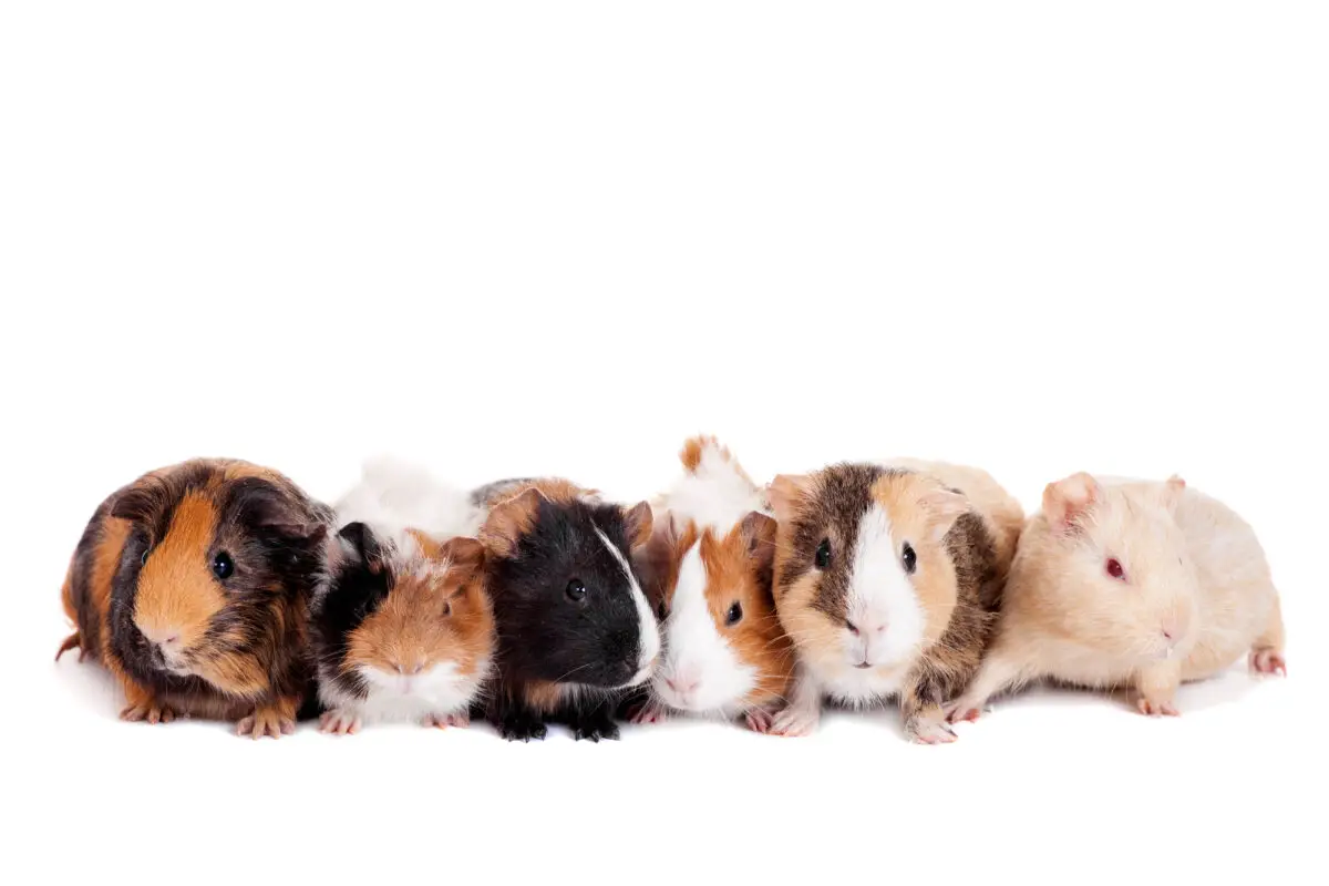 Can guinea pigs mate with their siblings