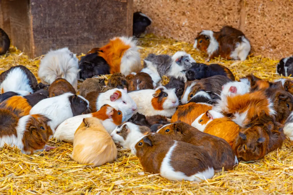 reproductive habits of guinea pigs