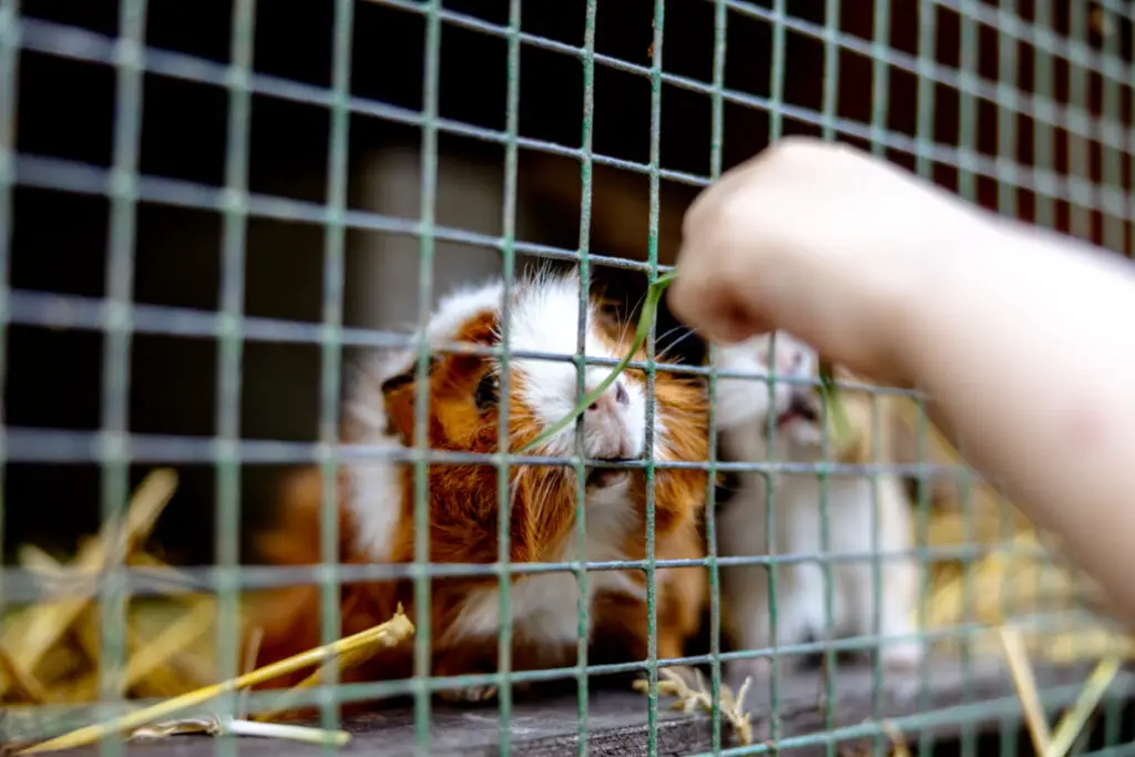 will guinea pigs eat each other