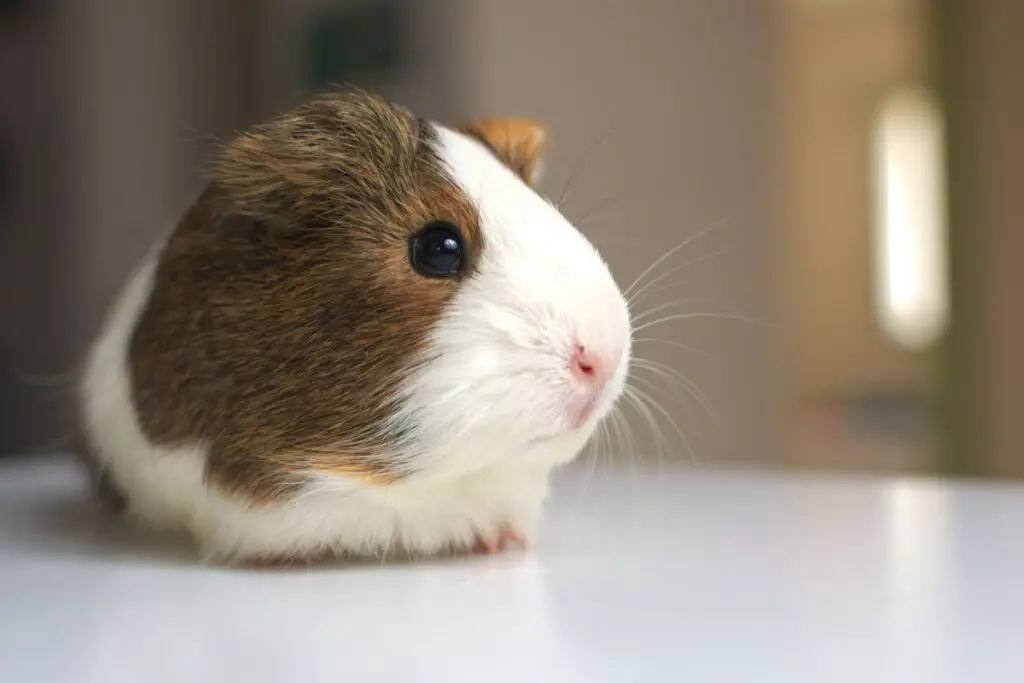 do guinea pigs store food in their mouth