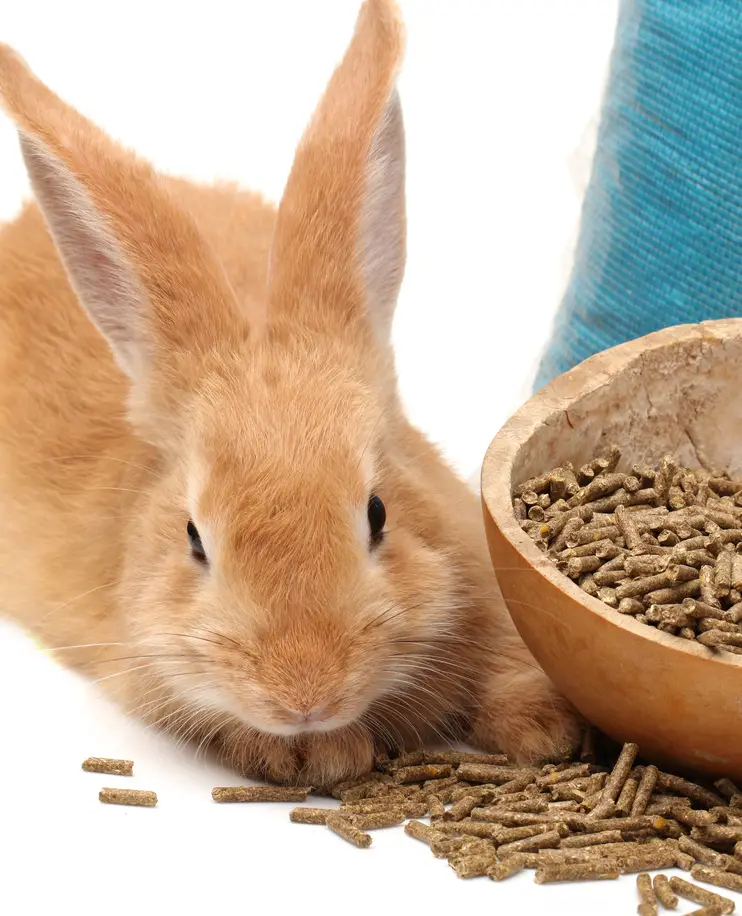 Is rabbit food safe for cats