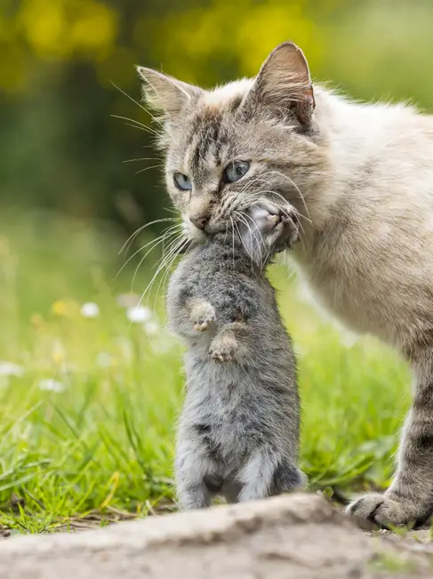 What happens if a cat eats a rabbit?