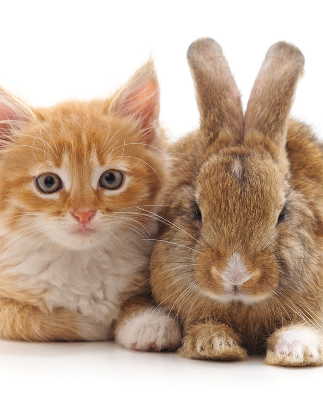 What to do if your cat eats rabbit food?