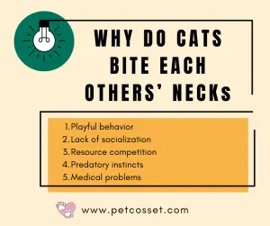 Why do cats bite each others necks