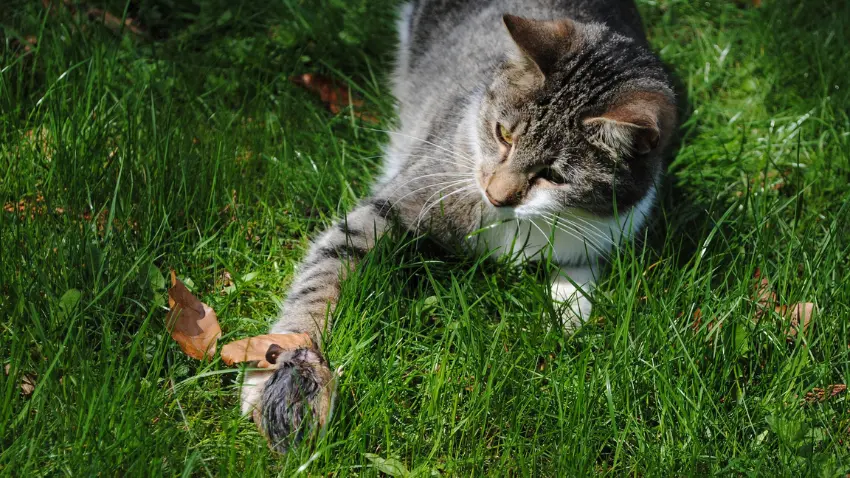 At what age do cats start killing mice