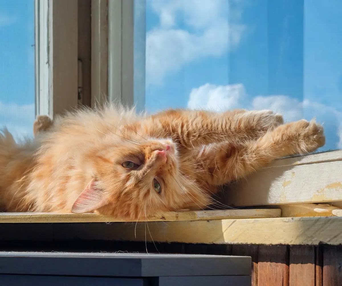 how to keep cats off window sills