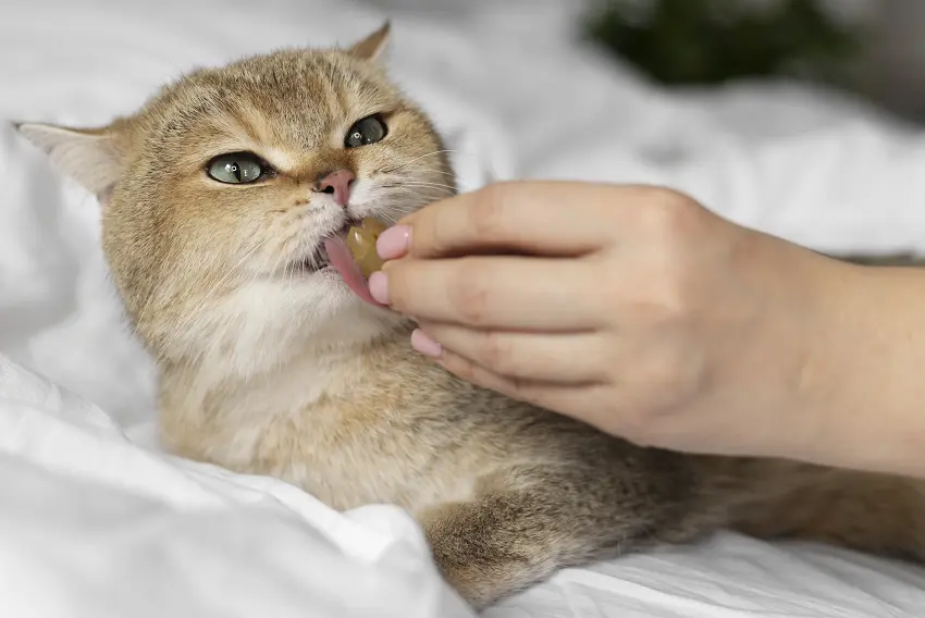 When should you stop force feeding a cat