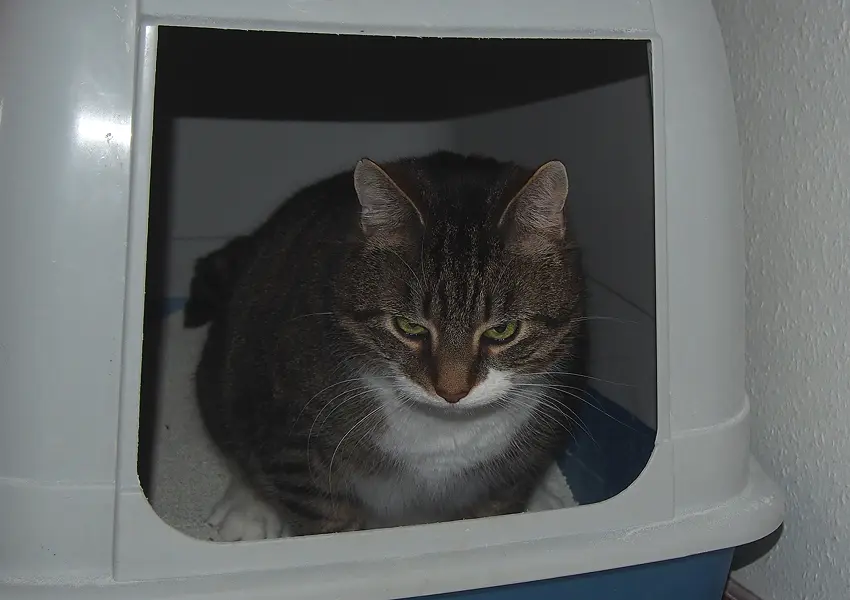 Why Does My Cat Sleep In The Litter Box? PetCosset