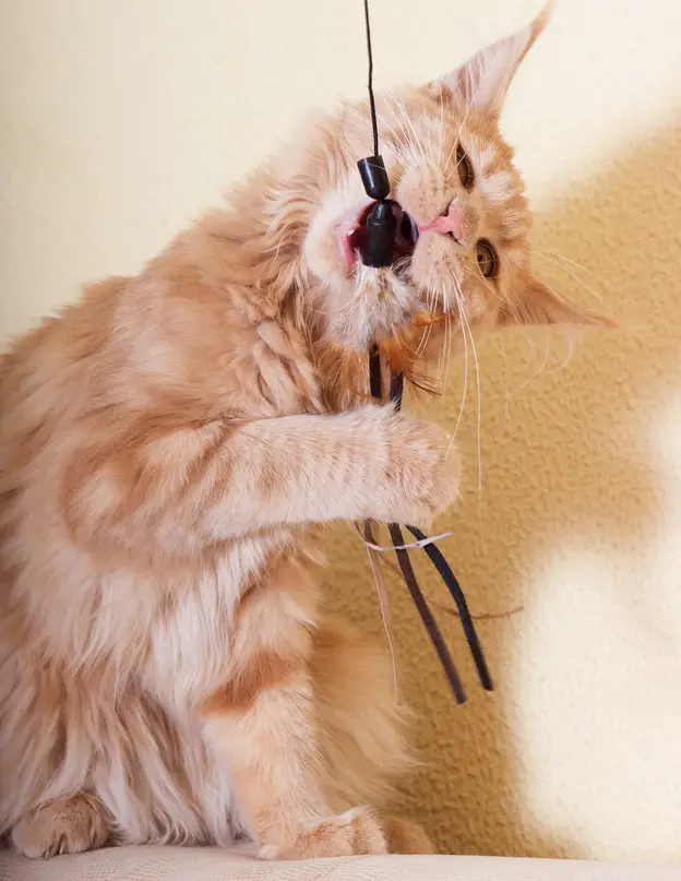 Can cats digest dental floss
