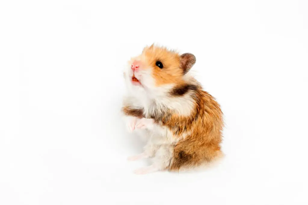 breeding calico guinea pigs