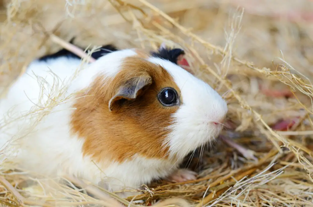 Buy guinea pigs in pairs at the same time 