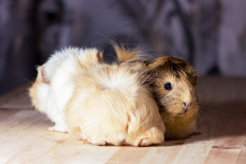 Candle effects on guinea pigs
