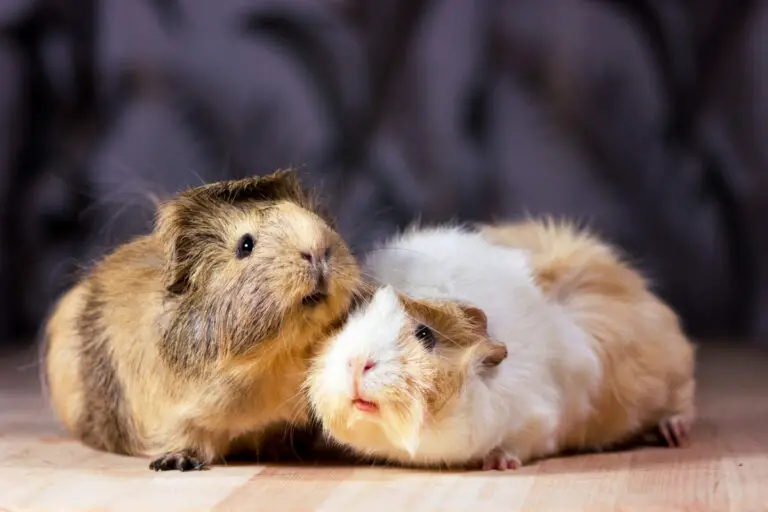 Everything You Need To Know: Does Guinea Pig Urine Stain? How To Clean It Up?