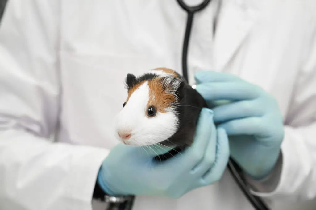 does PetSmart neuter guinea pigs