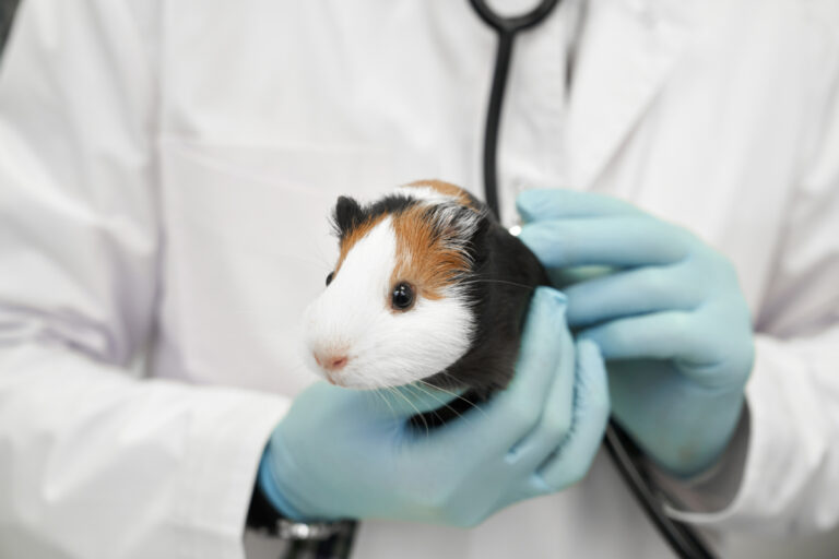 Does PetSmart Neuter Guinea Pigs? Everything You Need To Know!