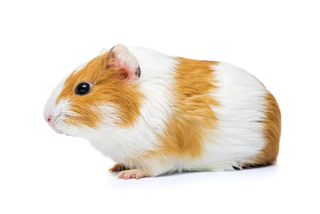 Are calico guinea pigs always female