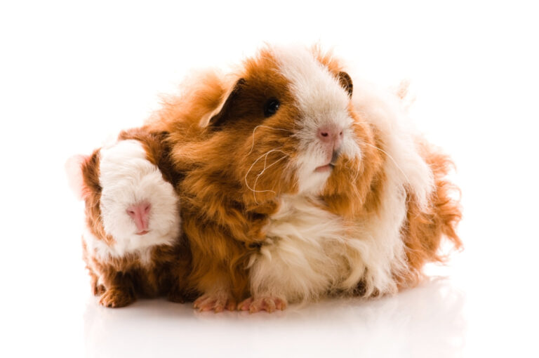 Does Petco Take Unwanted Guinea Pigs? What to Do If You Can No Longer Care Them!