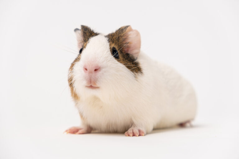 Can Guinea Pigs Drink Cranberry Juice? The Pros And Cons Of Giving Your Guinea Pig Cranberry Juice!