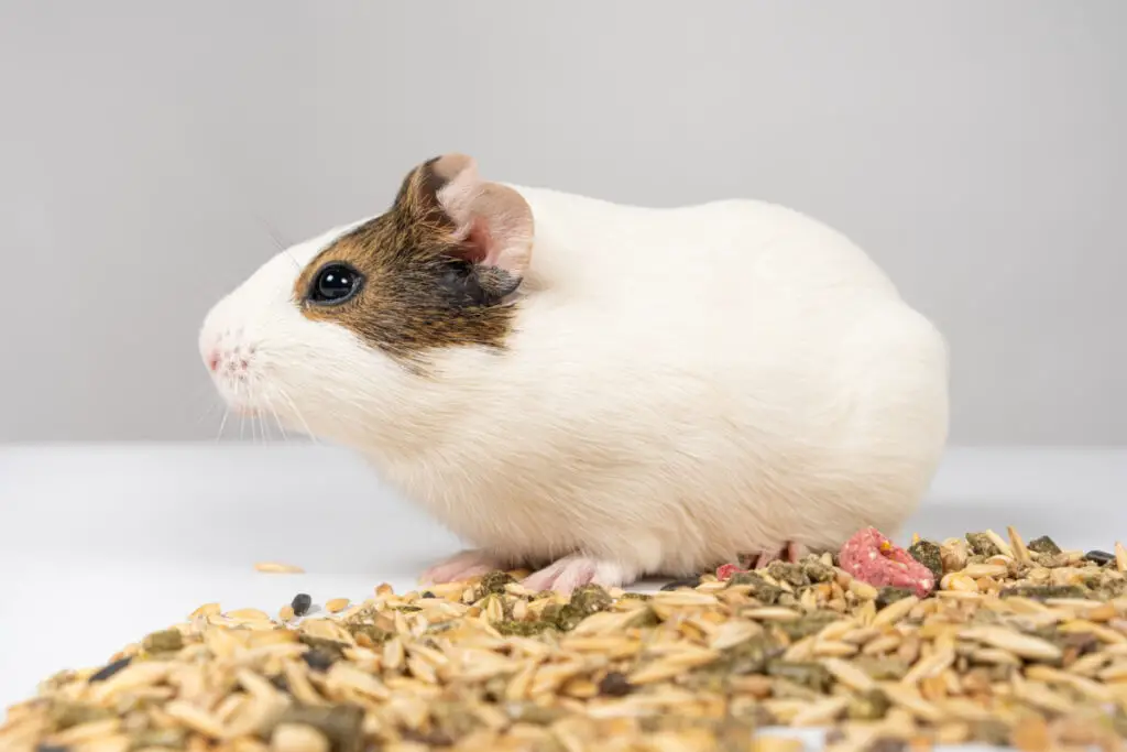 Can guinea pigs eat canned cranberries