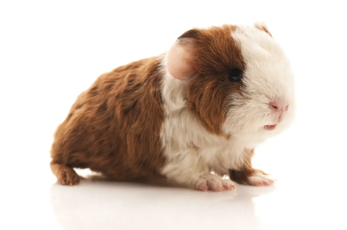 Are calico guinea pigs always female