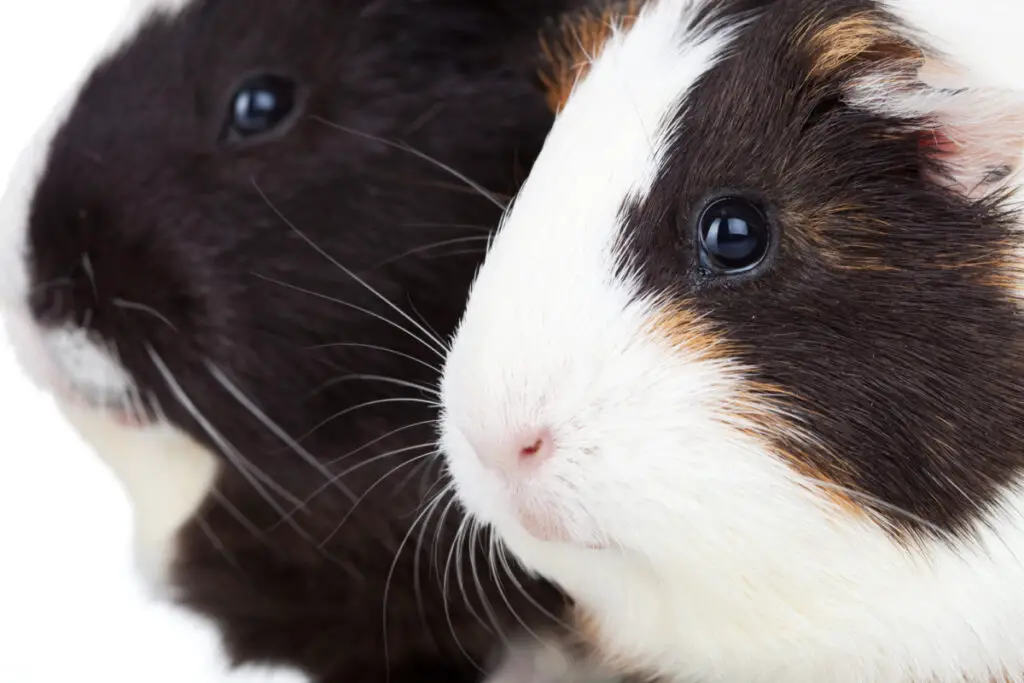 how much do guinea pigs cost at pet supplies plus